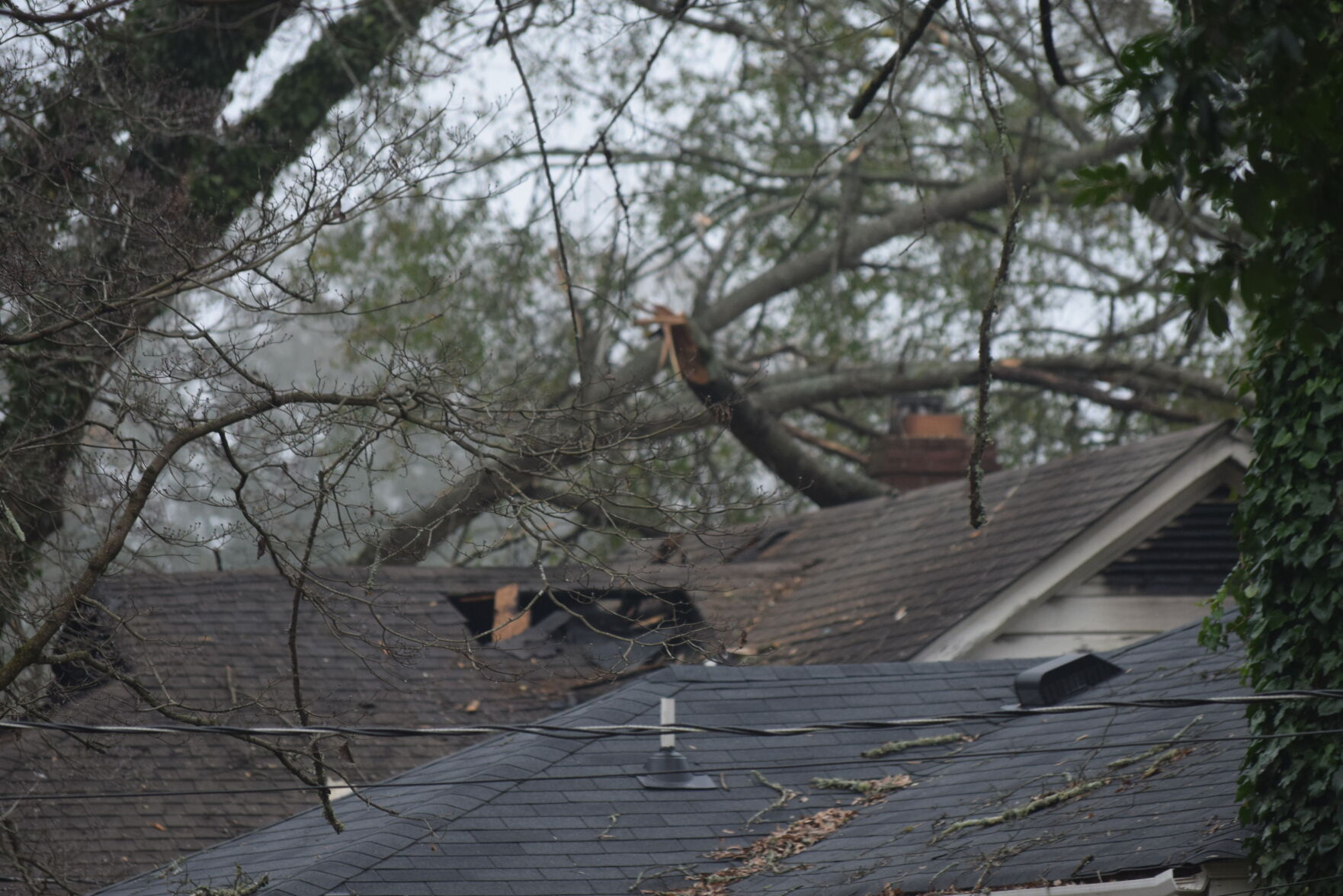 Broken Tree Limb